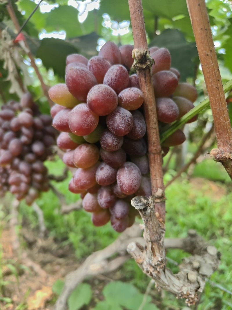 费县茉莉花葡萄大量供应需要联系产地直发一手货源