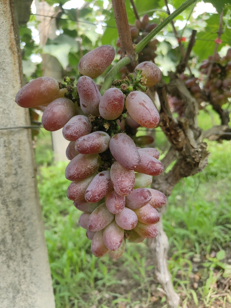 费县茉莉花葡萄大量供应需要联系产地直发一手货源