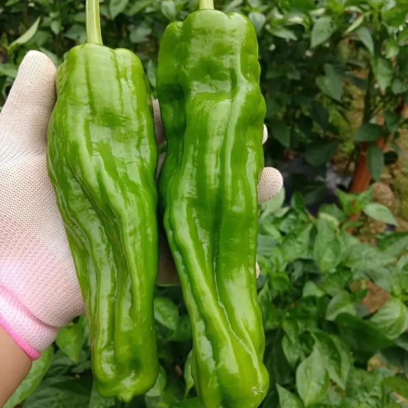 薄皮椒芜湖椒看货论价货源充足价格随行全国发货