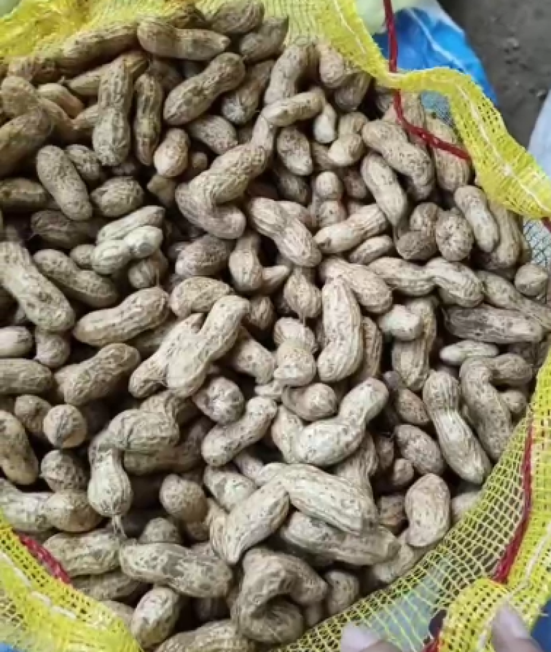 精品鲜花生，产地直发，保质保量，可视频看货，诚信经营
