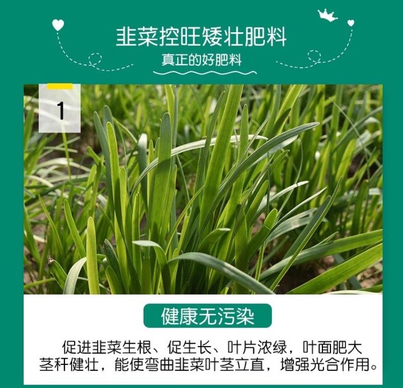 韭菜专控韭菜控旺养根剂预防干尖叶片浓绿控制旺长抗倒伏