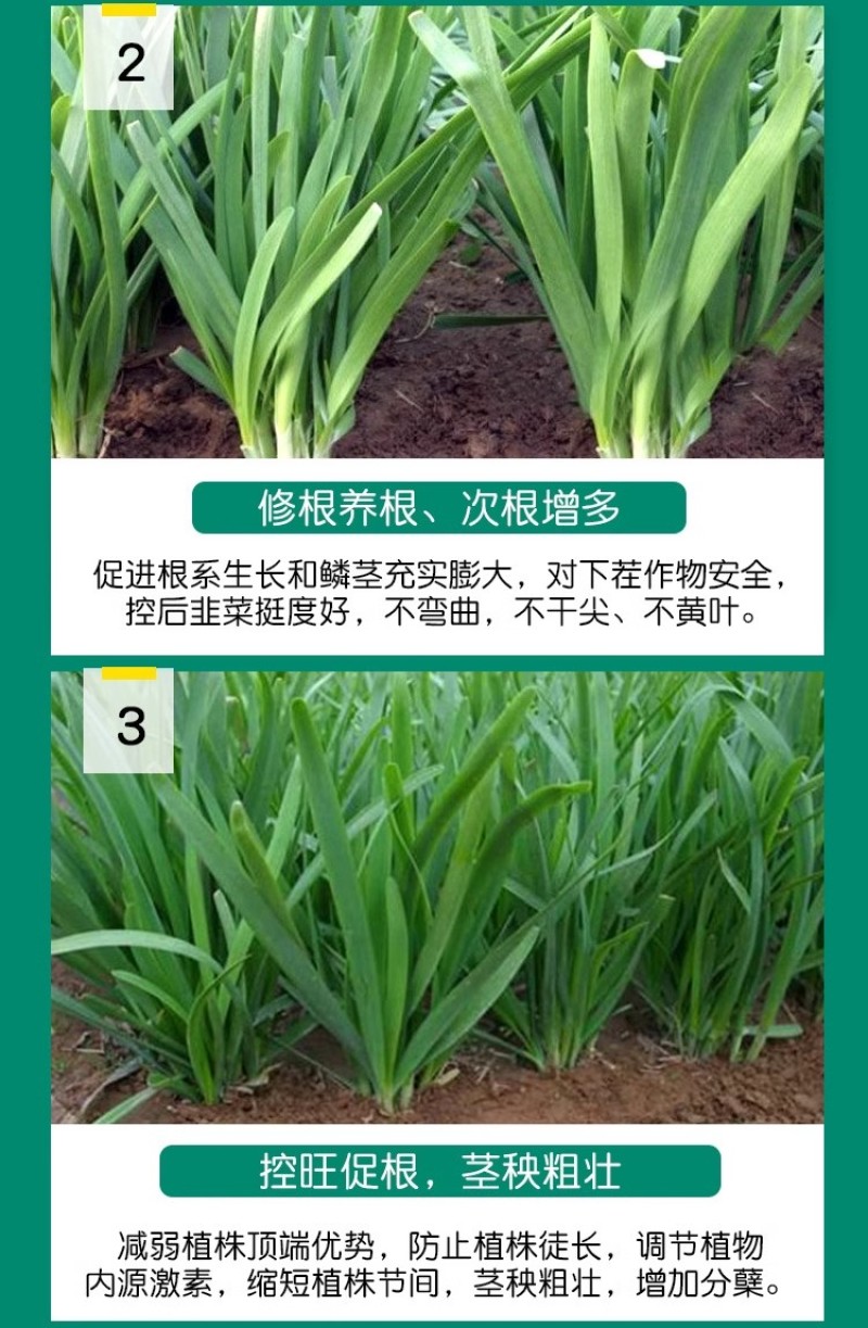 韭菜专控韭菜控旺养根剂预防干尖叶片浓绿控制旺长抗倒伏