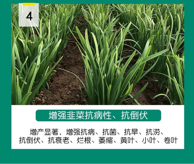 韭菜专控韭菜控旺养根剂预防干尖叶片浓绿控制旺长抗倒伏