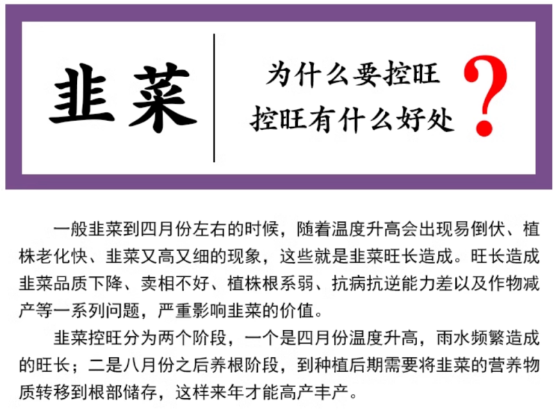 韭菜专控韭菜控旺养根剂预防干尖叶片浓绿控制旺长抗倒伏