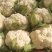 纸袋菜花西安阎良松花菜大量上市产地直发新鲜采摘量大从优