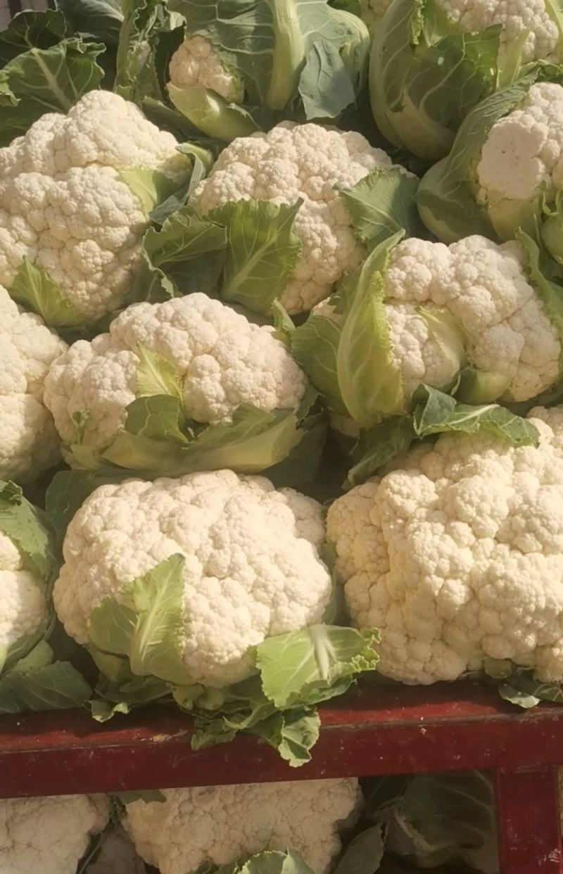 纸袋菜花西安阎良松花菜大量上市产地直发新鲜采摘量大从优