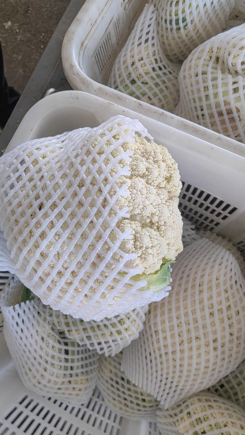 纸袋菜花西安阎良松花菜大量上市产地直发新鲜采摘量大从优