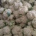 纸袋菜花西安阎良松花菜大量上市产地直发新鲜采摘量大从优