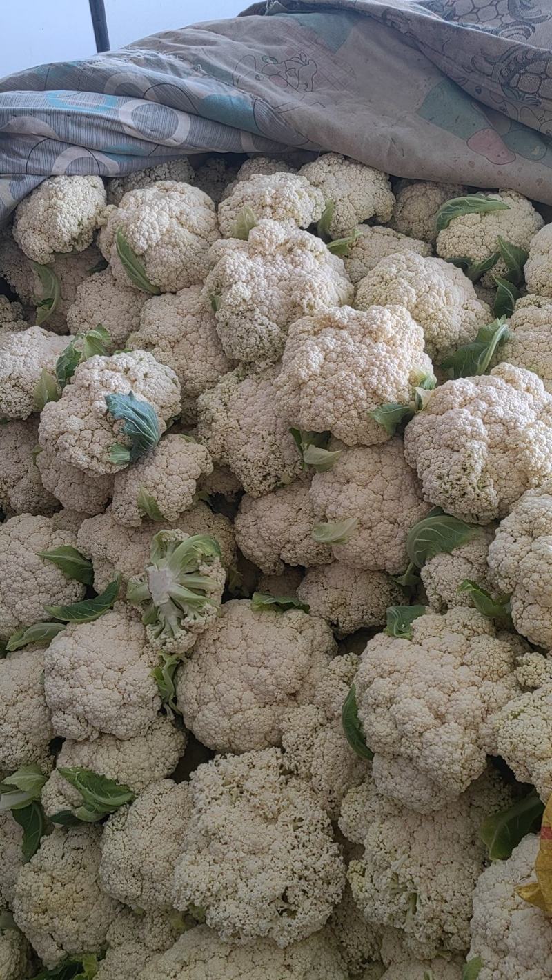 纸袋菜花西安阎良松花菜大量上市产地直发新鲜采摘量大从优