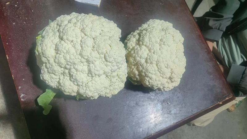 纸袋菜花西安阎良松花菜大量上市产地直发新鲜采摘量大从优