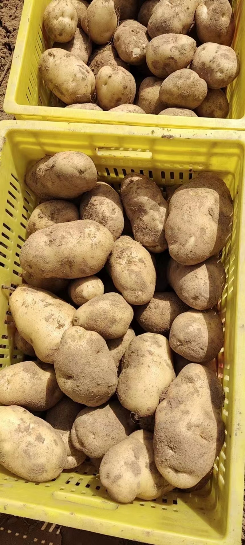 陕西土豆v7沃土希森等品类齐全对接商超社区团购