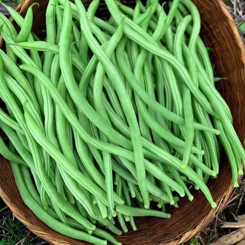 无筋豆小金豆四季豆一件代发大量上市欢迎咨询量大