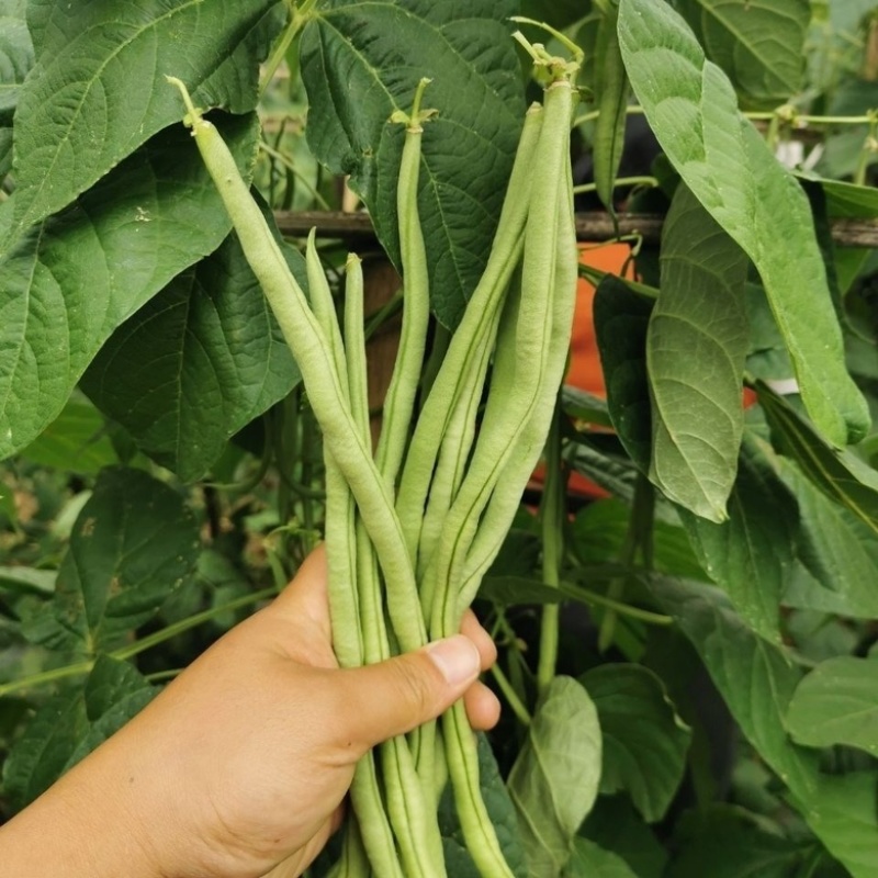 无筋豆小金豆四季豆一件代发大量上市欢迎咨询量大