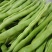 无筋豆小金豆四季豆一件代发大量上市欢迎咨询量大
