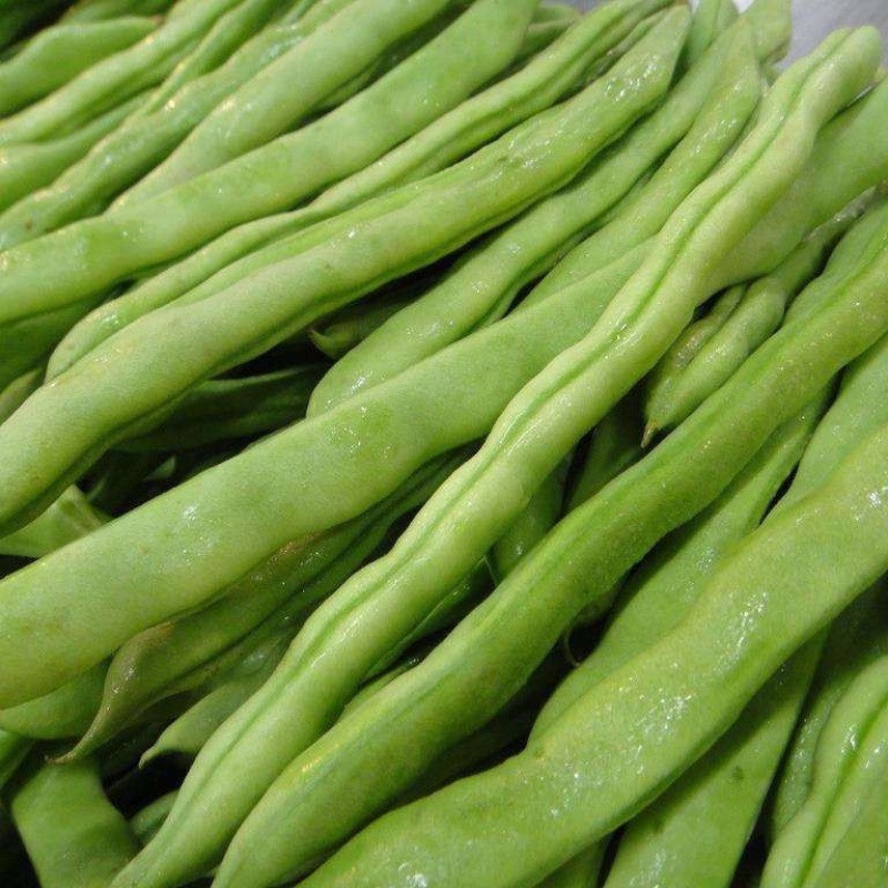 无筋豆小金豆四季豆一件代发大量上市欢迎咨询量大
