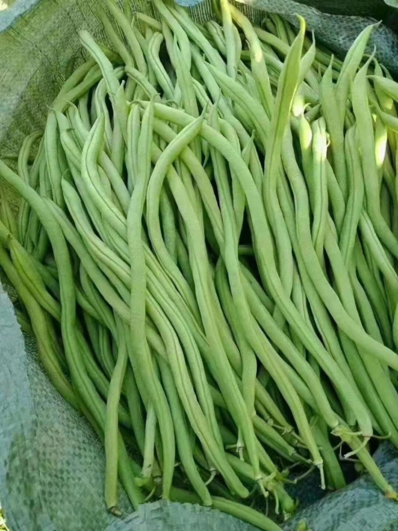 无筋豆小金豆四季豆一件代发大量上市欢迎咨询量大