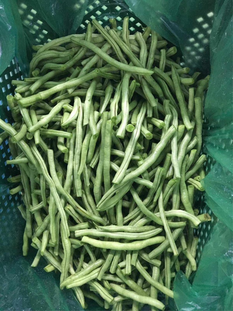 无筋豆小金豆四季豆一件代发大量上市欢迎咨询量大