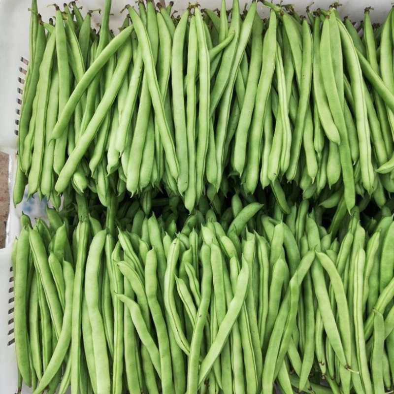 无筋豆小金豆四季豆一件代发大量上市欢迎咨询量大