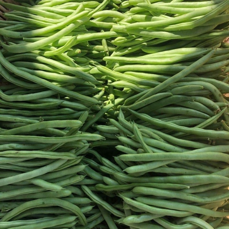 无筋豆小金豆四季豆一件代发大量上市欢迎咨询量大