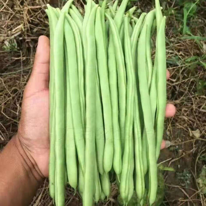 小金豆无筋豆四季豆长期供应，基地直供一件代发欢迎咨询
