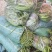 小金豆无筋豆四季豆长期供应，基地直供一件代发欢迎咨询