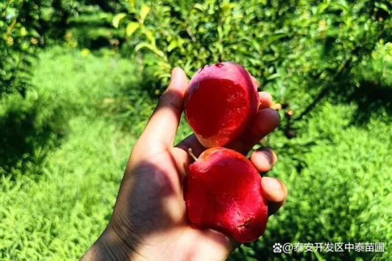 新品种莫妮卡西梅李子苗艾琳娜莫妮卡西梅李子树苗