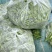 小金豆无筋豆四季豆扁豆上市，产地直供一件代发欢迎订购