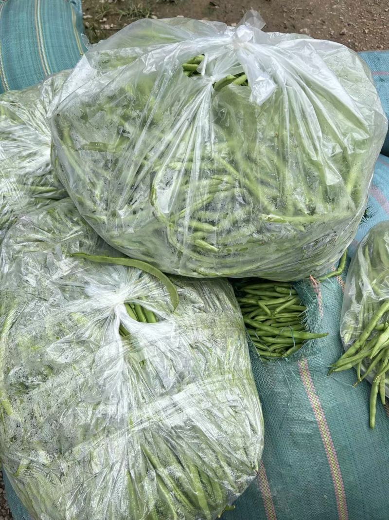小金豆无筋豆四季豆扁豆上市，产地直供一件代发欢迎订购