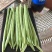 小金豆无筋豆四季豆扁豆上市，产地直供一件代发欢迎订购