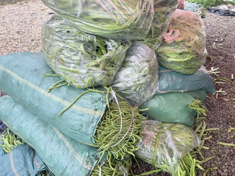 小金豆无筋豆四季豆扁豆上市，产地直供一件代发欢迎订购