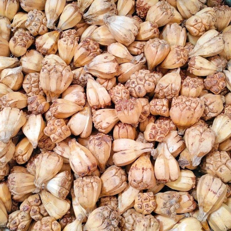 中药材山菠萝野菠萝橹罟子干货