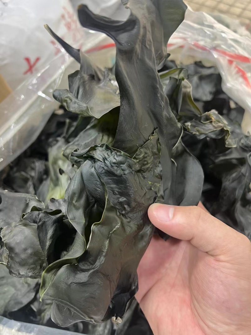 海带头