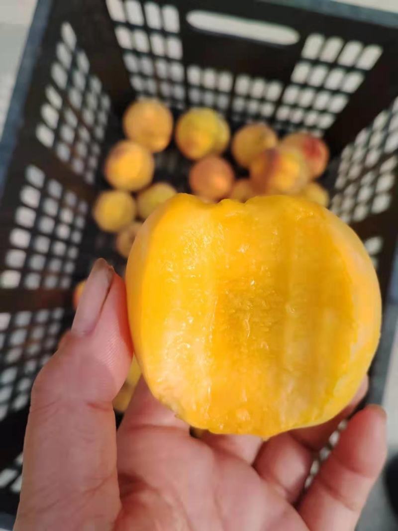 宿州汤山黄桃大量上市中，货源充足，现摘现装，欢迎采购