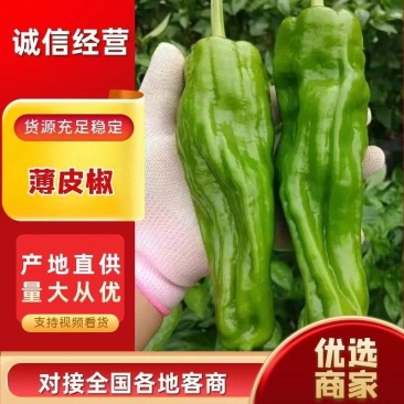 湖北长阳薄皮椒一手货源产地看货价格便宜大量上市