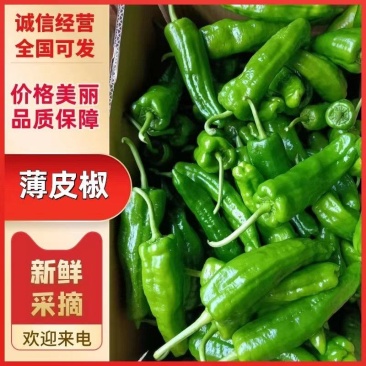 薄皮椒芜湖椒看货论价货源充足价格随行全国发货