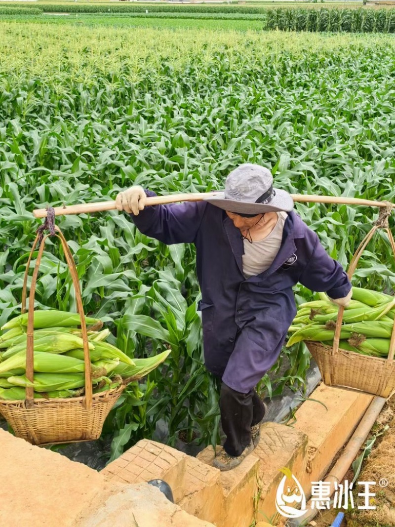 鲜食玉米