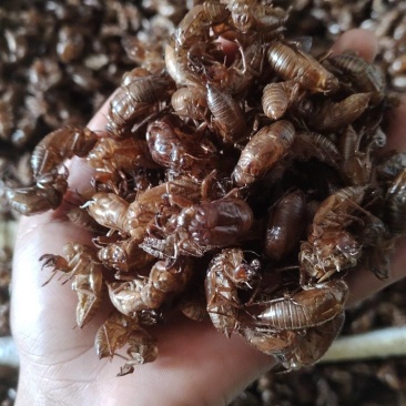 大量出售蝉蜕壳，需要的老板联系