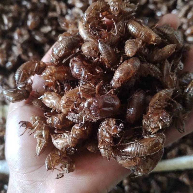 大量出售蝉蜕壳，需要的老板联系