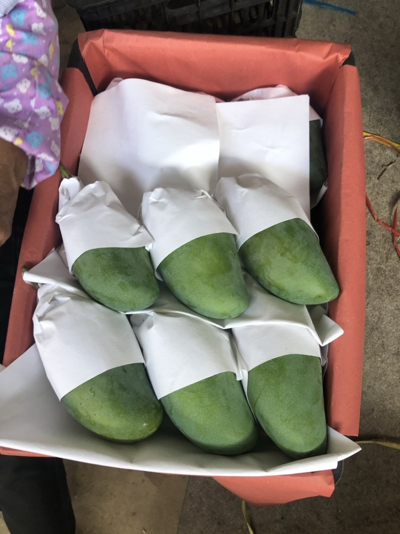 精品大青芒果批发产地直发可接一件代发运费自理