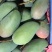 精品大青芒果批发产地直发可接一件代发运费自理