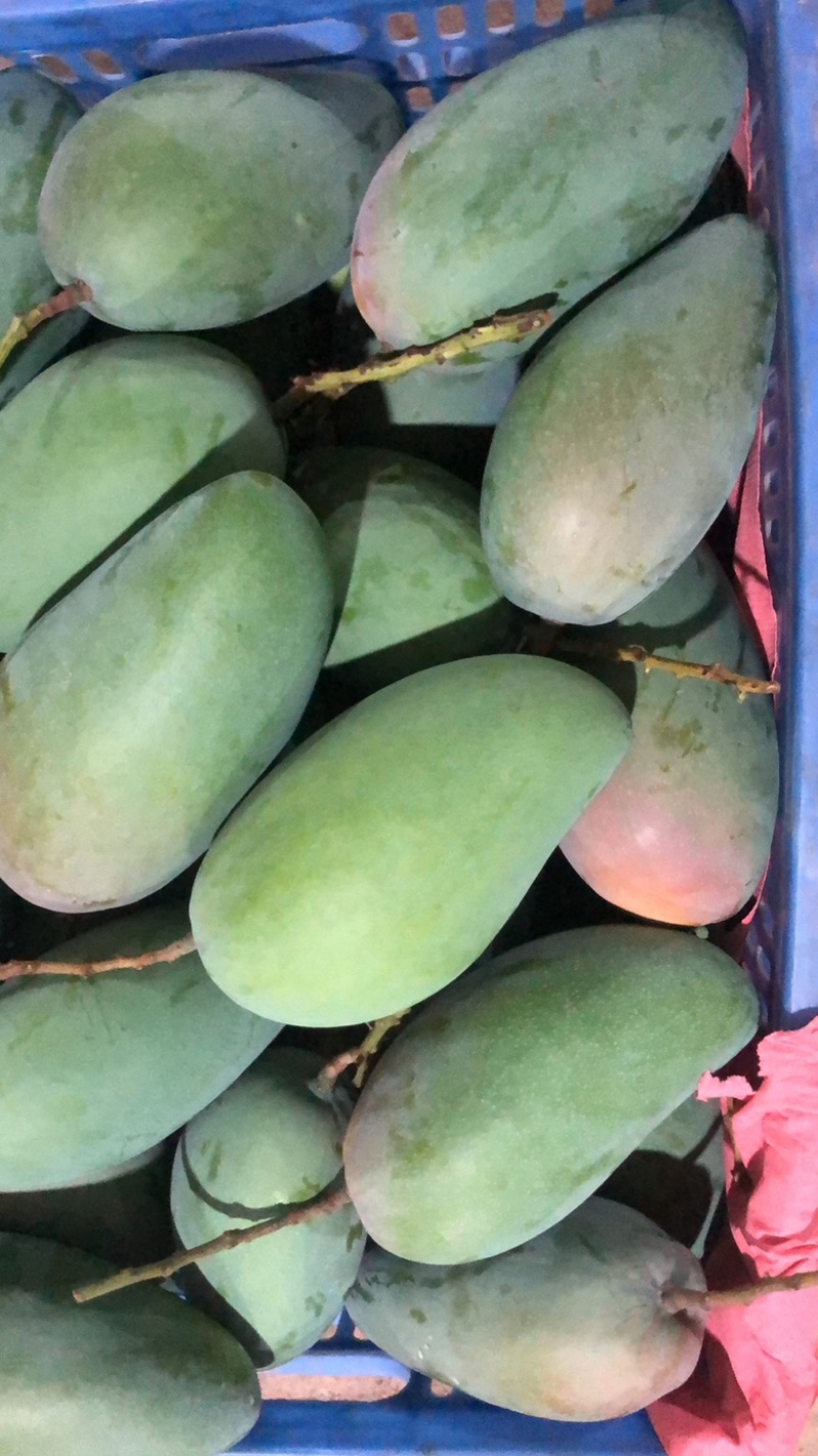精品大青芒果批发产地直发可接一件代发运费自理