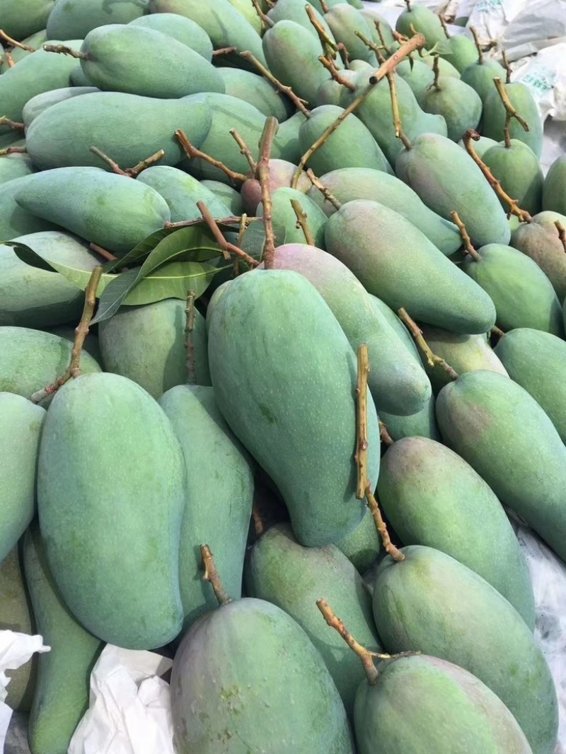 精品大青芒果批发产地直发可接一件代发运费自理