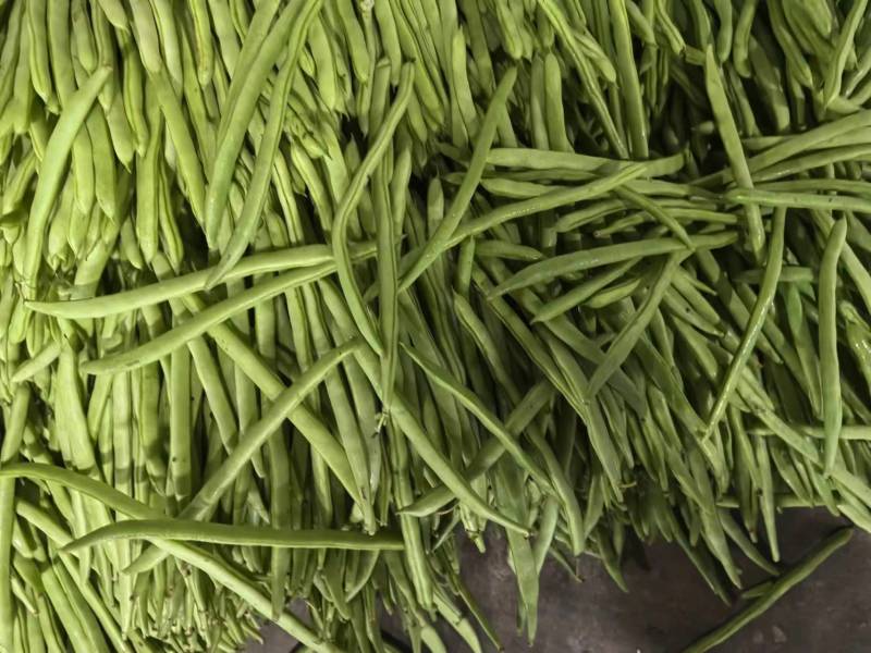 豇豆长豆角价格优惠大量上市，产地直销，诚信对接全国市场