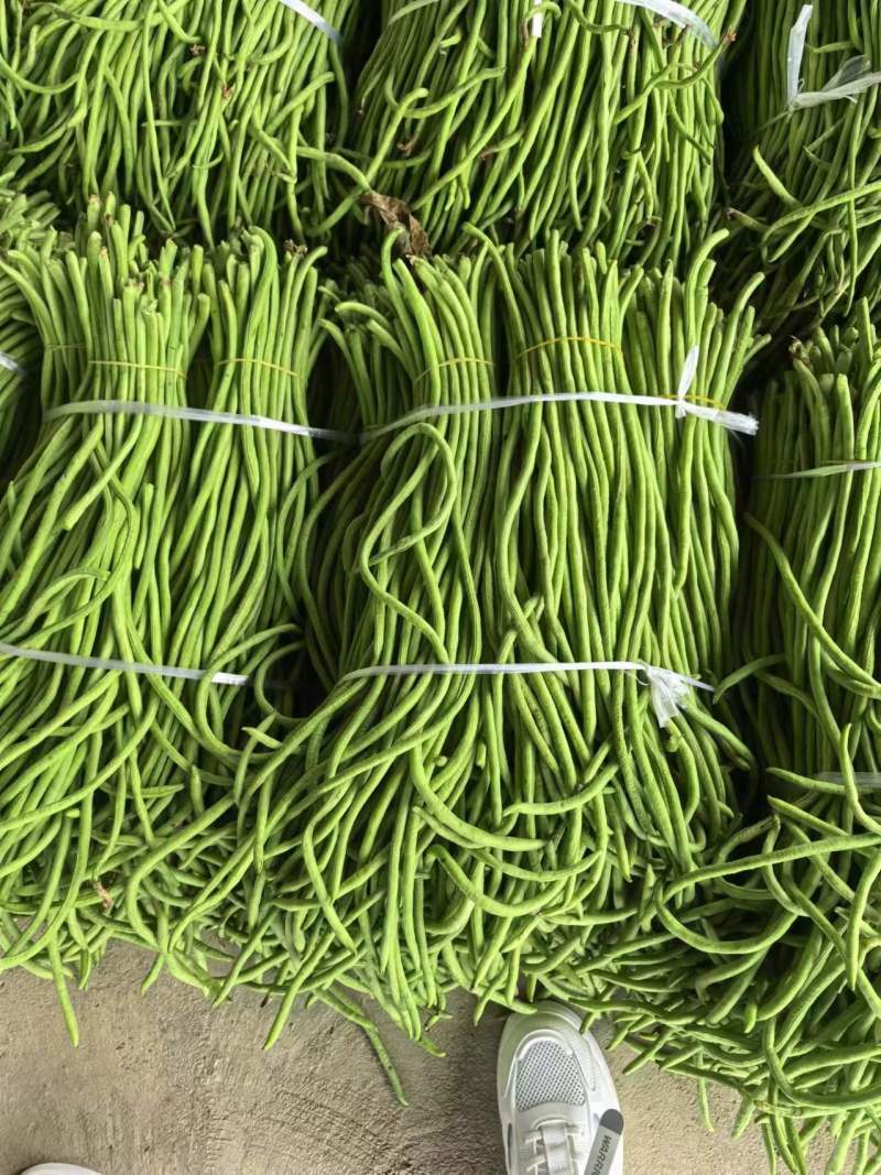豇豆长豆角价格优惠大量上市，产地直销，诚信对接全国市场