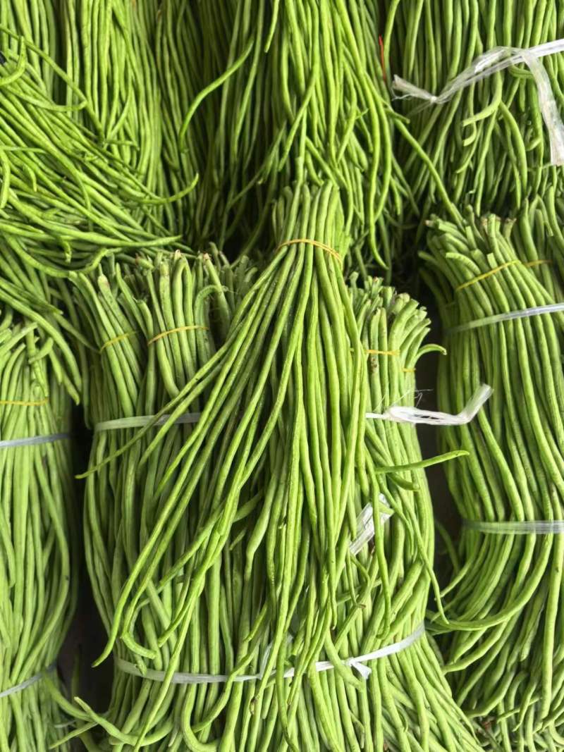 豇豆长豆角价格优惠大量上市，产地直销，诚信对接全国市场