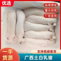 批发精品广西土白小乳猪，烤乳猪专用，现杀现发，货量充足