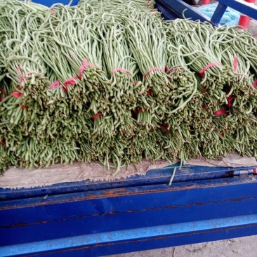 豆角山东豆角青条豆角自家种植装车走货一条龙