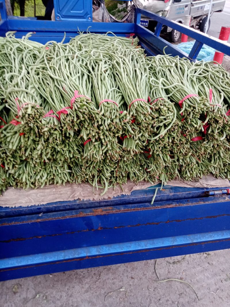 豆角山东豆角青条豆角自家种植装车走货一条龙