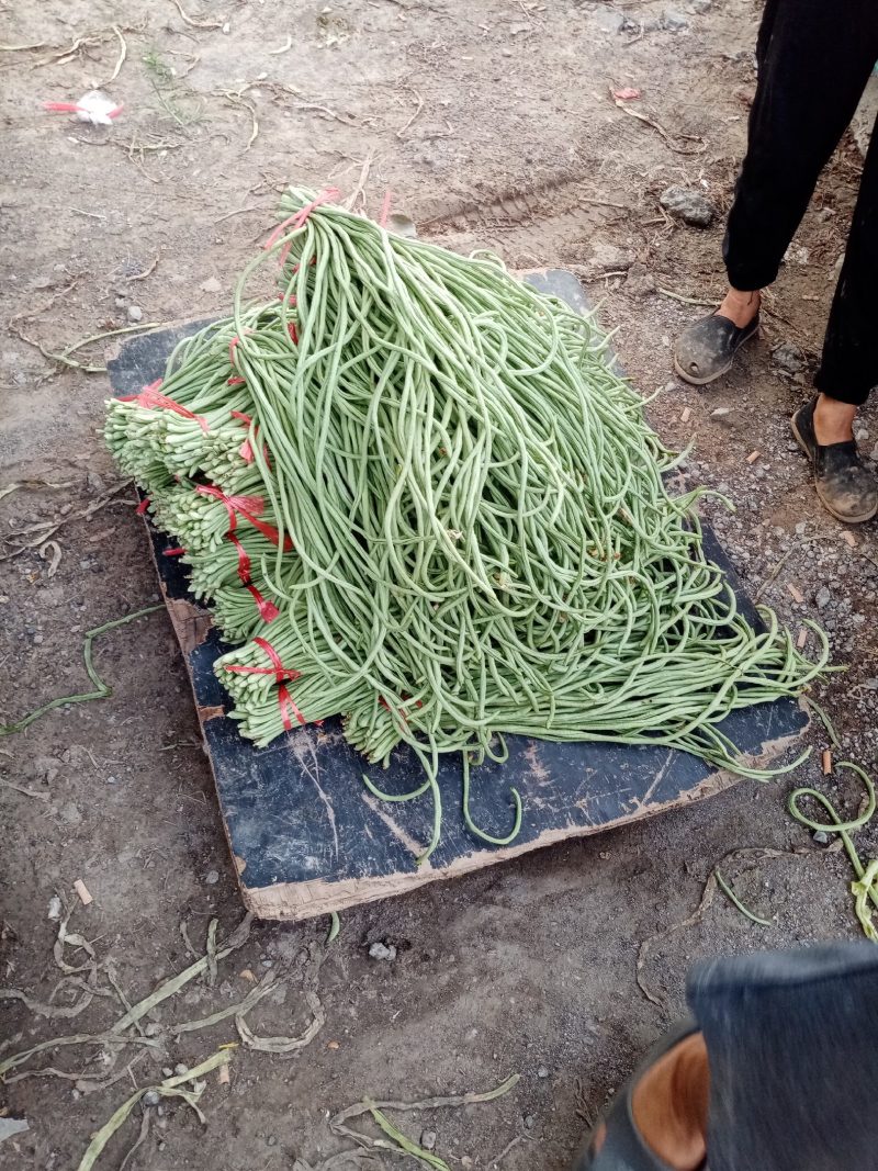 豆角山东豆角青条豆角自家种植装车走货一条龙