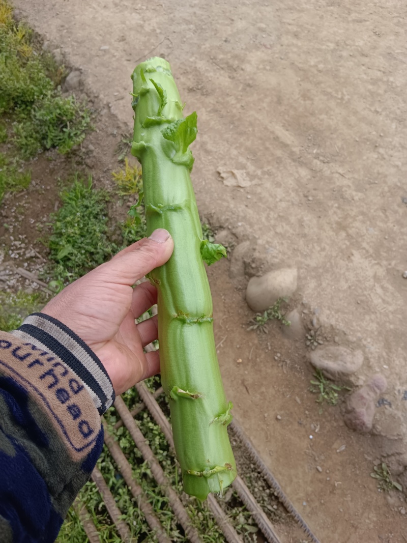 四川成都本地三青窝笋